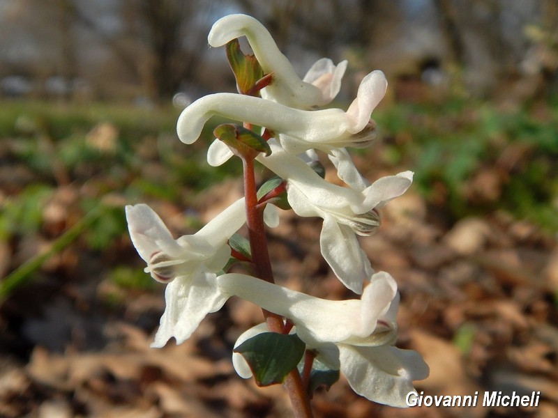 Corydalis cava